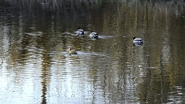 patos en rio