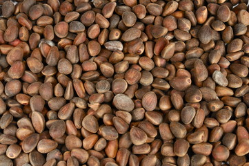 Scattered pine nuts in the shell