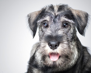 funny schnauzer puppy