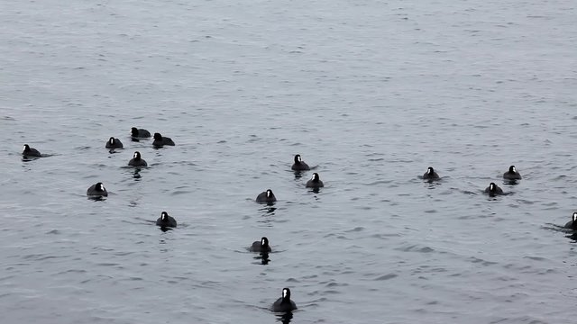 Black duck on sea waves, Pampean dive (Netta peposaca)