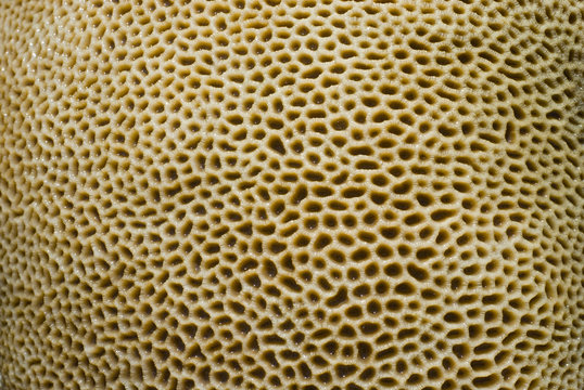 Goniastrea coral surface