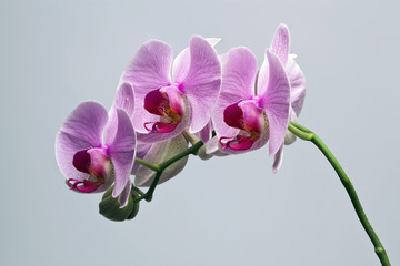 Pink Orchid 1