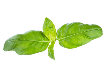 leaf of green basil