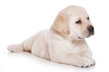 Labrador puppy on white background