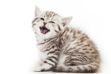 Little Kitten on white background
