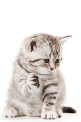Little Kitten on white background