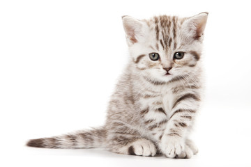 Little Kitten on white background