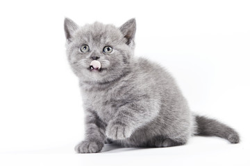 Little Kitten on white background