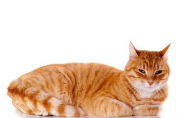 portrait d'un beau chat roux