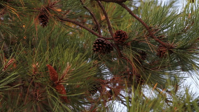 Pine branches and cones many