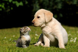 Hund und Katze