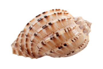 Photo seashell on white background