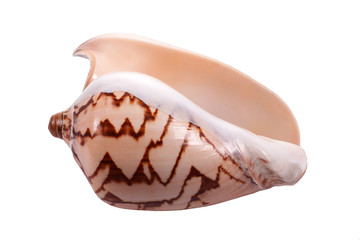 Photo seashell on white background