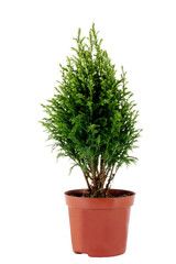 Green cypress tree in a brown pot. Isolated white