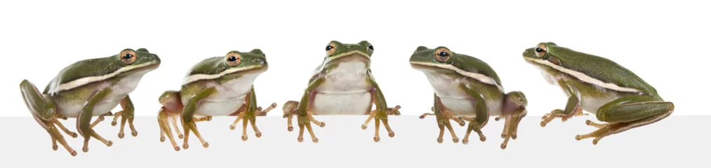 Acrylic prints Frog The American green tree frog (Hyla cinerea)