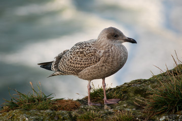 Obraz premium Goéland