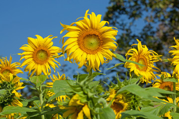 Fully blossomed sunflower