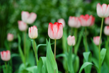 Close up of tulips