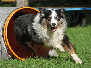Agility - Australian Shepherd im Tunnel