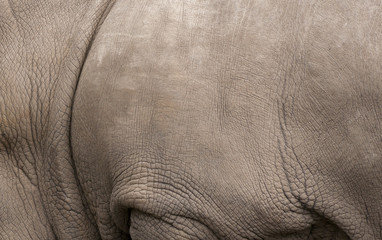 Rhino skin background