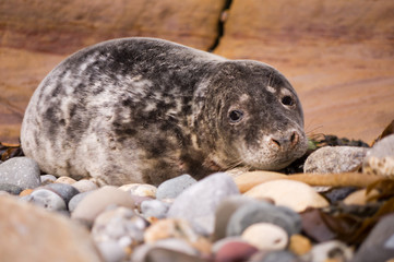 Harbour seal close up