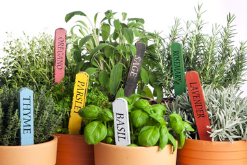 variety of potted garden herbs, closeup