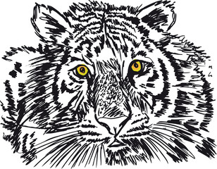 Sketch of white tiger. Vector illustration