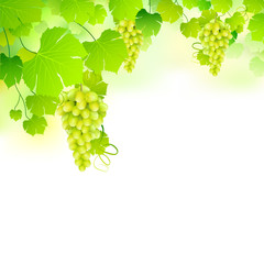 Grapes in Grapvine
