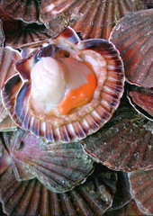 Coquille Saint-Jacques, coquillage, fruits de mer, frais © Redzen