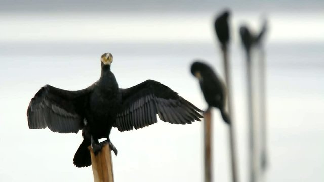 Cormorani