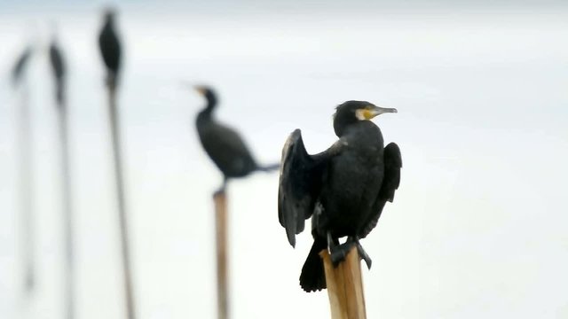 Cormorani
