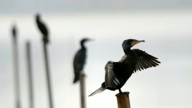Cormorani
