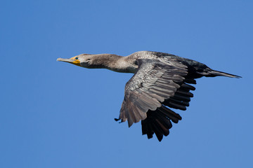 Double-crested Cormorant (Phalacrocorax auritus) in flight