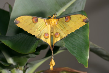 Argema mittrei
