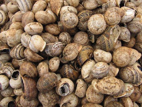 Snails, caracoles.