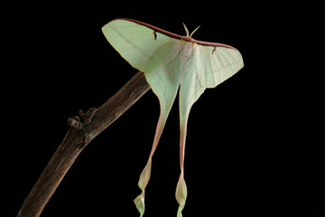 Actias dubernadi