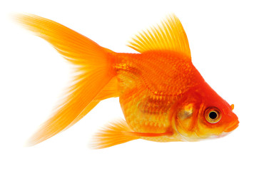 Orange Goldfish on White Background