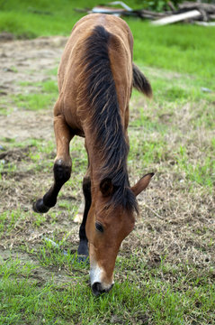 A Foal Grazing