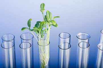 Experiment with green seedling in lab