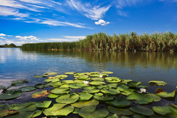 Naklejka premium Danube Delta, Romania