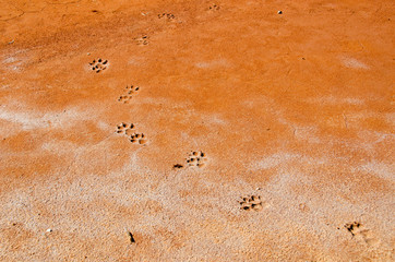 Animal footprints in a desert Western Australia