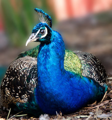 Fototapeta premium Male Peacock Portrait