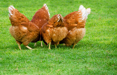 Red Hen Meeting ~ Farming Free Range Chickens  