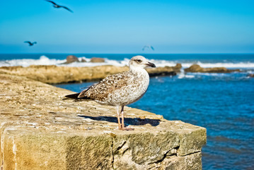 Seagull