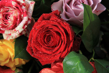 Red rose in rose arrangement