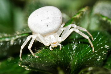 Crab Spider - Misumena vatia