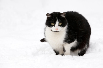 Fototapeta premium cat on white snow