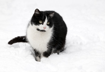 Fototapeta premium cat on white snow