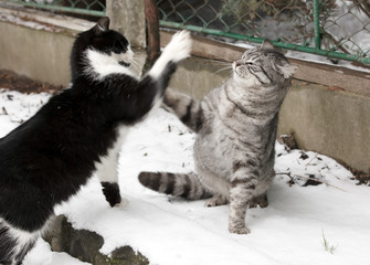 two fighting young cats