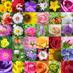 Collage from different beautiful flowers